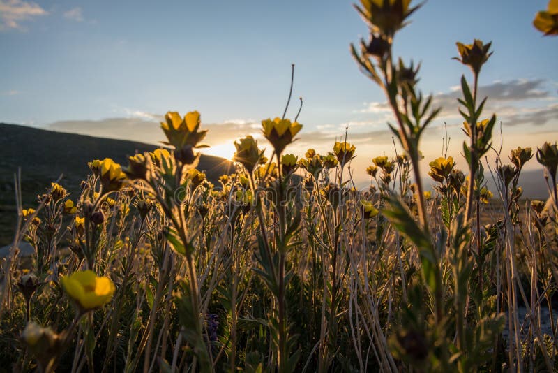 Wildflowers in Colorado stock photo. Image of springs 133722500