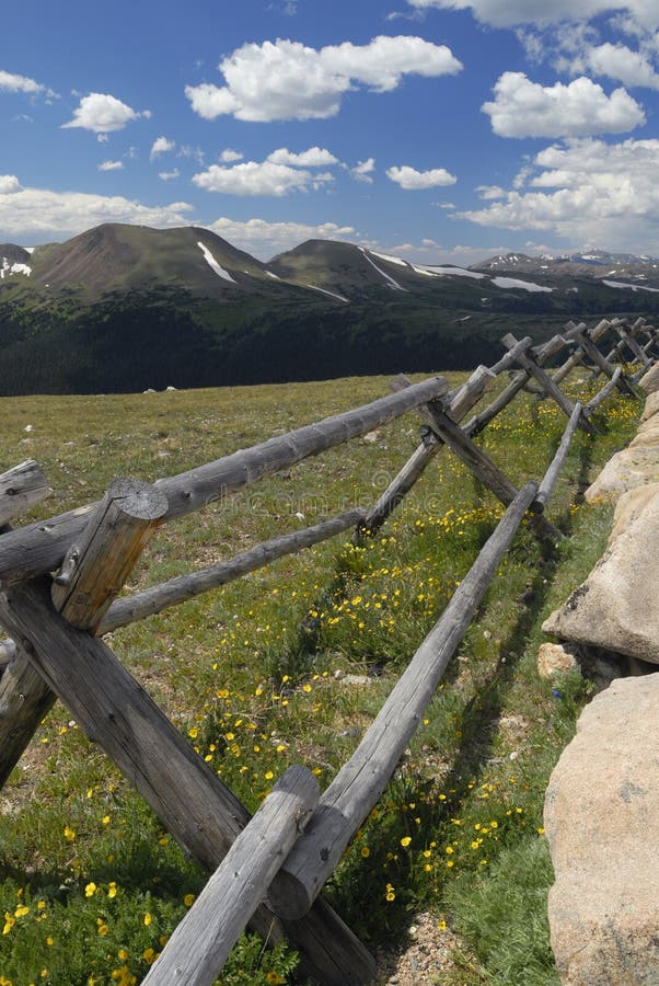Wildflowers in Colorado Rocky Mountains Stock Image Image of vertical
