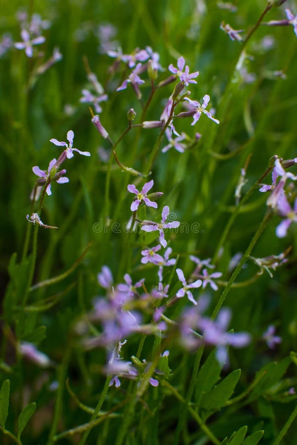Wildflowers - cuatro-hoja, p?rpura y blanco en el borde foto de archivo Wildflowers - cuatro-hoja, p?rpura y blanco en el borde foto de archivo