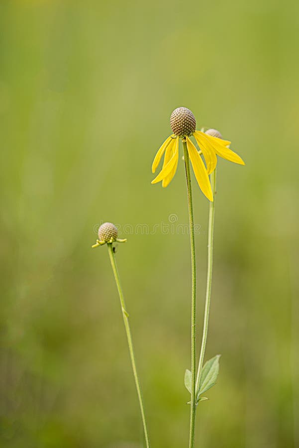 Wildflowers dans un domaine photographie stock libre de droits Wildflowers dans un domaine photographie stock libre de droits
