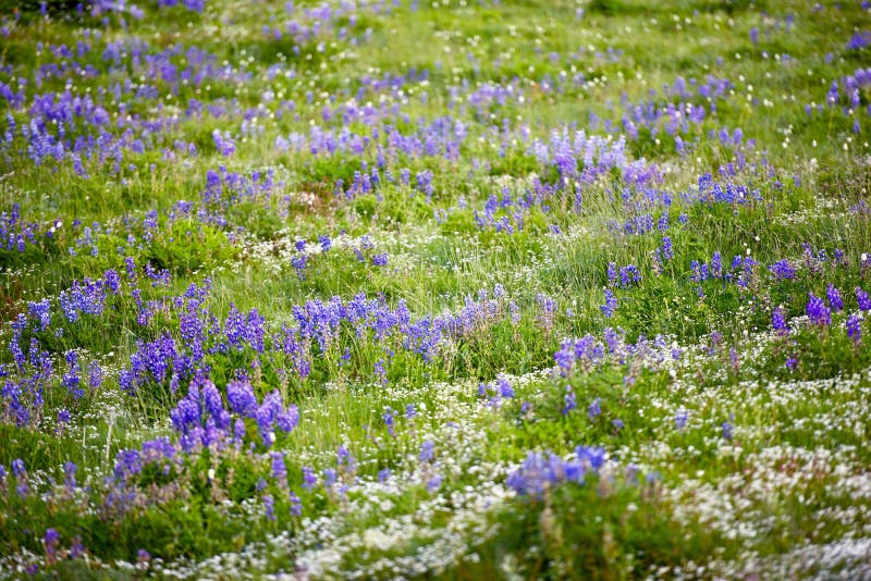 Wildflowers del prado imagen de archivo libre de regalías Wildflowers del prado imagen de archivo libre de regalías
