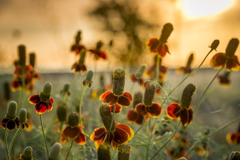 Wildflowers del sombrero mexicano foto de archivo libre de regalías