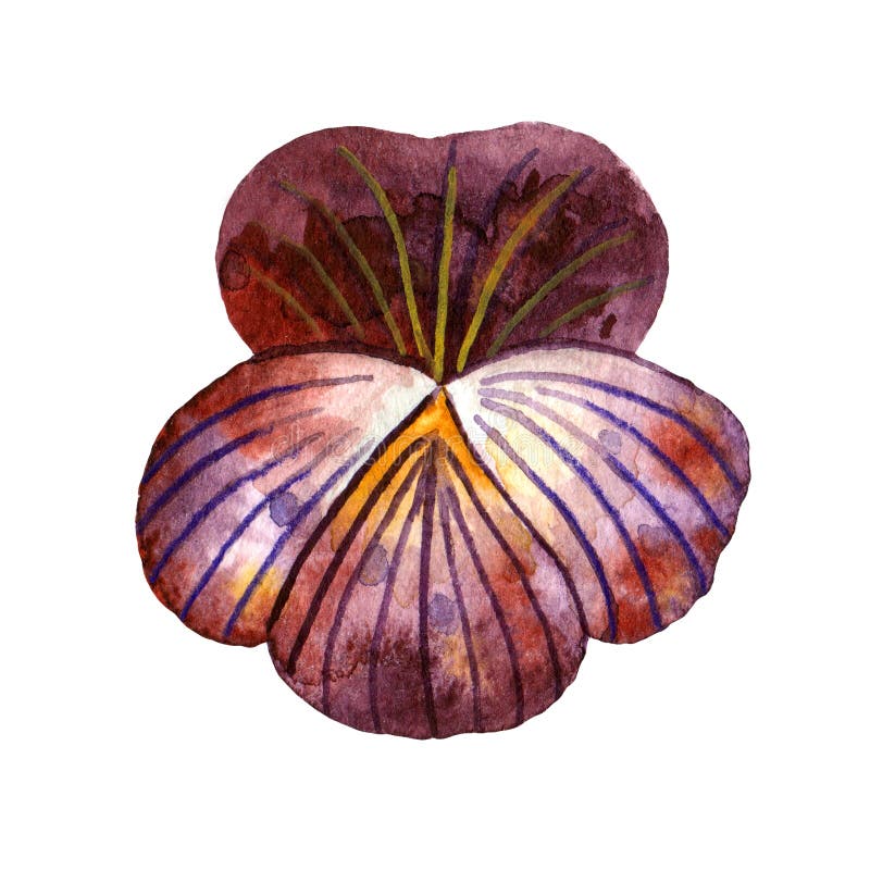 Wildflowers dell'acquerello Flowerhead porpora della pansé illustrazione di stock Wildflowers dell'acquerello Flowerhead porpora della pansé illustrazione di stock