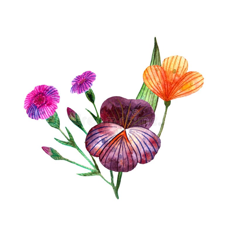 Wildflowers dell'acquerello Mazzo sveglio isolato dei fiori e delle erbe del prato illustrazione di stock Wildflowers dell'acquerello Mazzo sveglio isolato dei fiori e delle erbe del prato illustrazione di stock