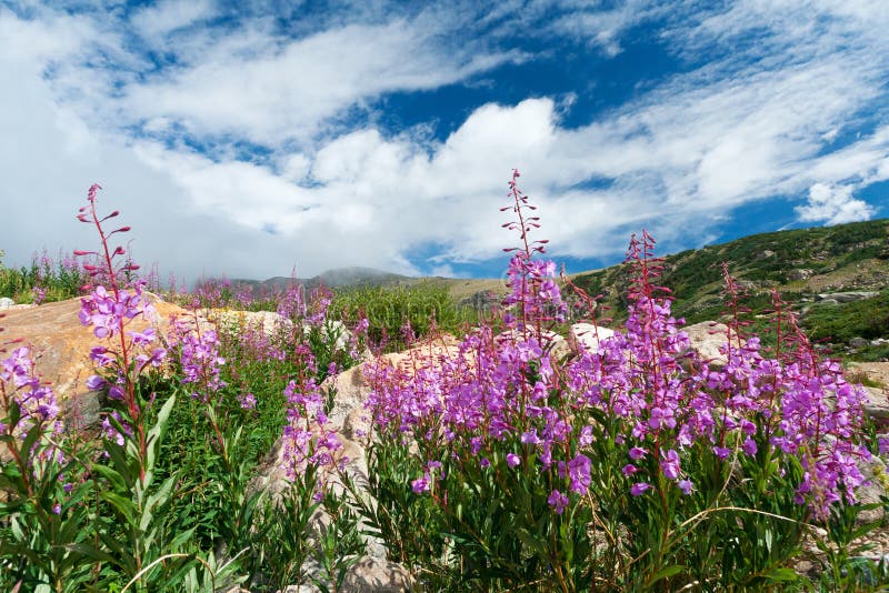 Wildflowers du Colorado fleurissant en été
