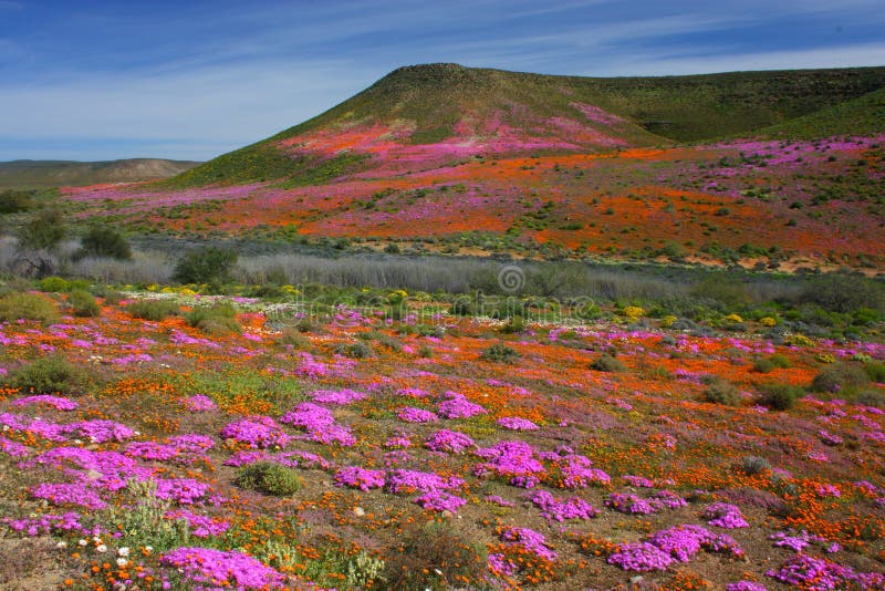 Wildflowers en fleur, Namaqualand, Afrique du Sud. photo libre de droits Wildflowers en fleur, Namaqualand, Afrique du Sud. photo libre de droits