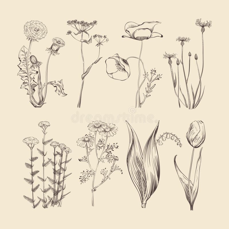 Wildflowers, erbe e fiori Raccolta botanica di vettore di estate o della primavera royalty illustrazione gratis Wildflowers, erbe e fiori Raccolta botanica di vettore di estate o della primavera royalty illustrazione gratis