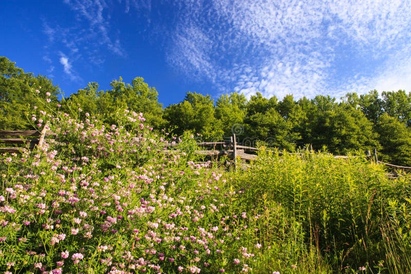 Wildflowers at Fence on Blue Ridge Parkway North Carolina