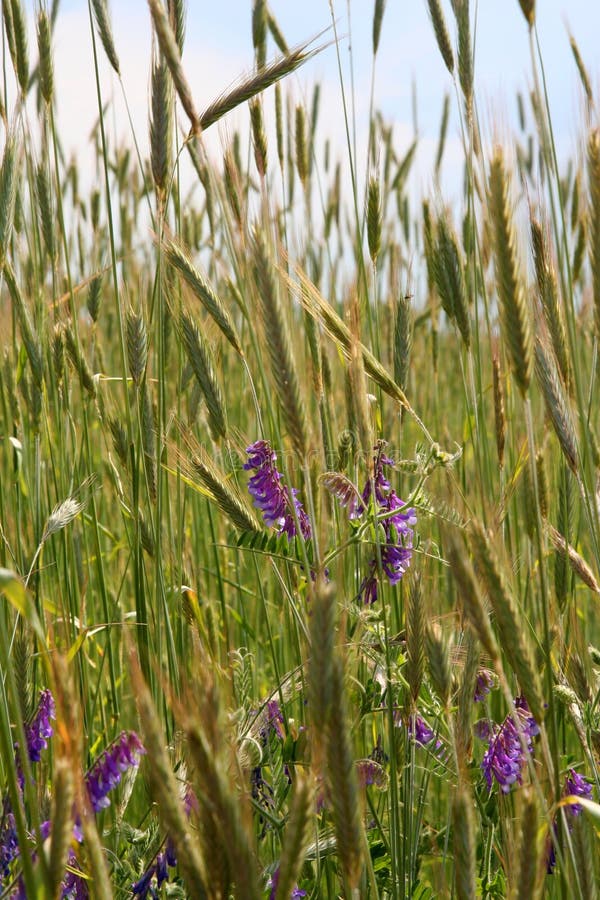 Wildflowers on a field