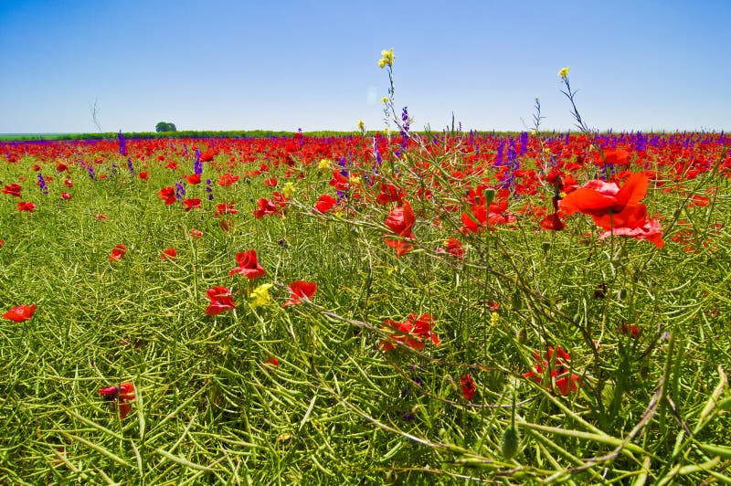 Wildflowers field