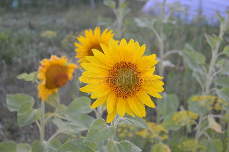 Wildflowers and Forest Flowers in the Village Stock Image Image of