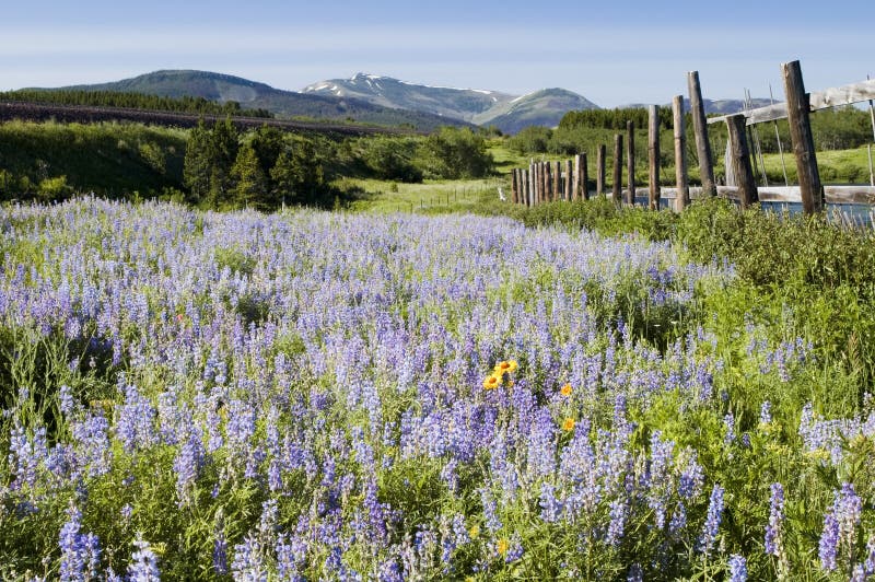 Wildflowers in Glacier National Park royalty free stock photos