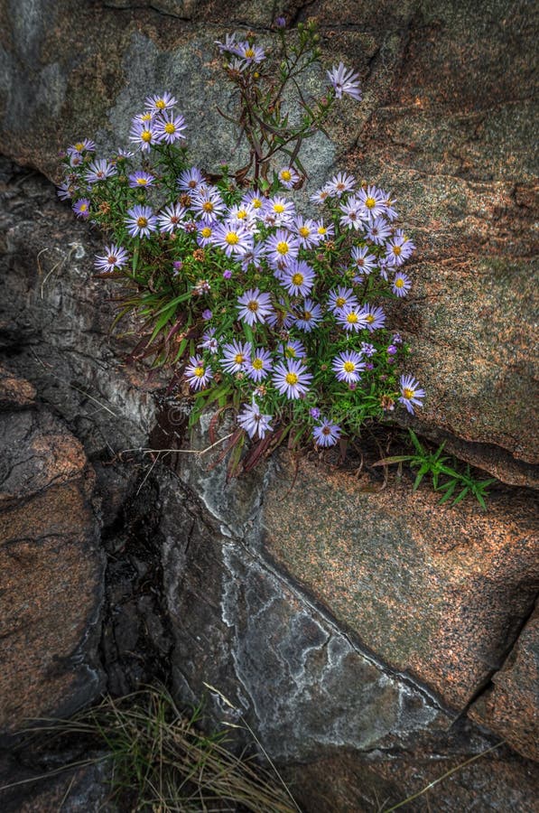 Wildflowers Growing from Rocks Stock Photo - Image of plant, acadia ...