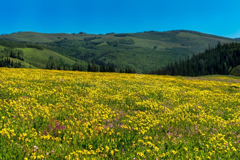 Wildflowers hermosos en un prado con las montañas en el fondo fotos de archivo Wildflowers hermosos en un prado con las montañas en el fondo fotos de archivo