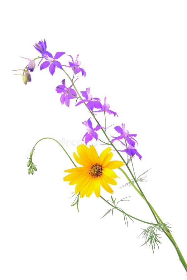 Wildflowers Isolated On A White Stock Photo Image of colorful, growth