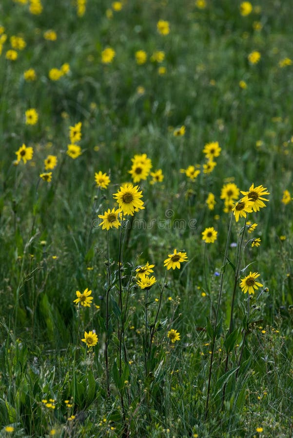 Wildflowers jaunes dans l'herbe verte images stock Wildflowers jaunes dans l'herbe verte images stock
