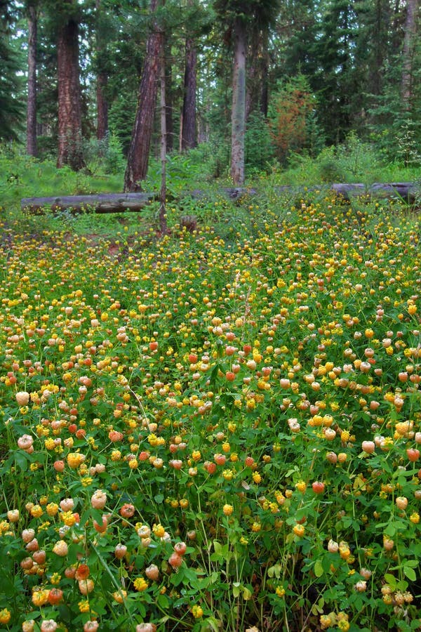 Wildflowers lodowa park narodowy zdjęcie royalty free Wildflowers lodowa park narodowy zdjęcie royalty free