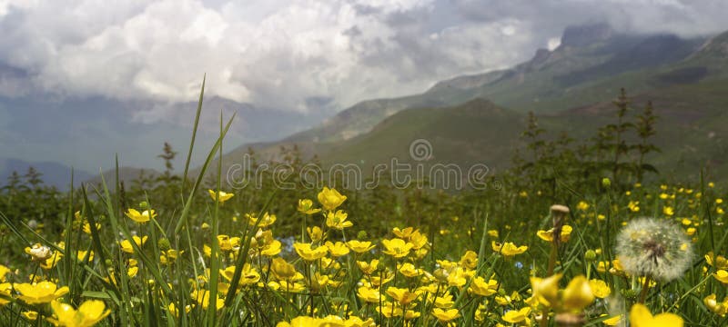 Wildflowers in the meadow against the mountains and clouds. Picturesque panorama. Toned. Background image for banners, postcards, and Your design project