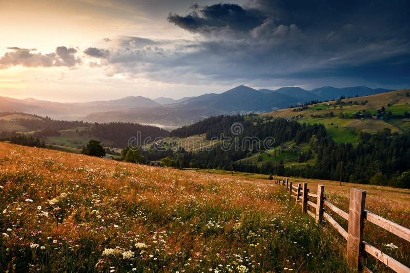 Wildflowers, meadow and golden sunset in carpathian mountains - beautiful summer landscape, spruces on hills, dark cloudy sky and