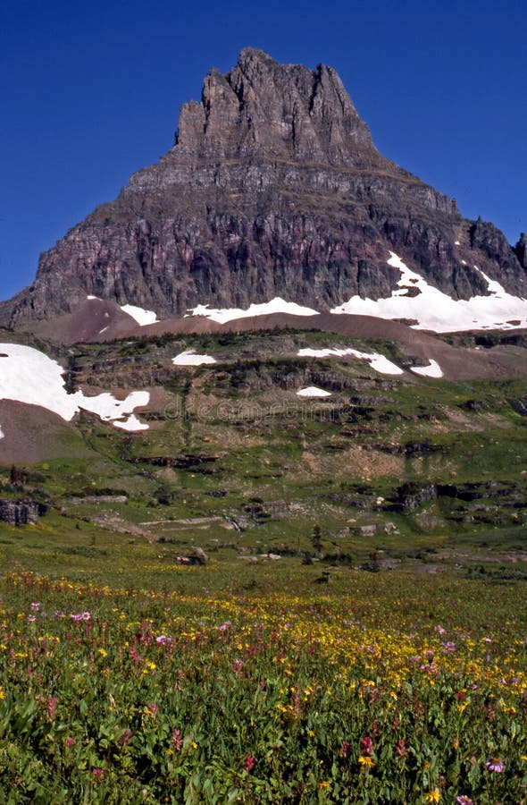 Wildflowers and Mountain