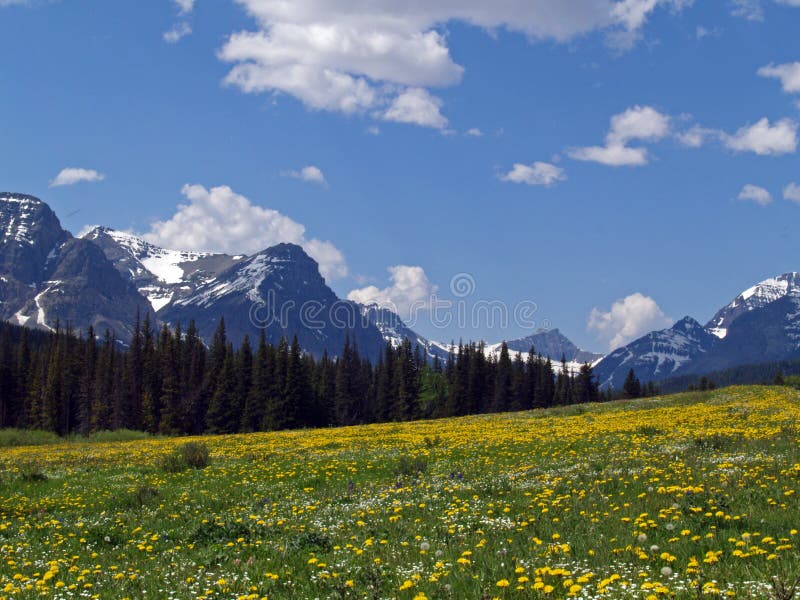 Wildflowers and Mountains