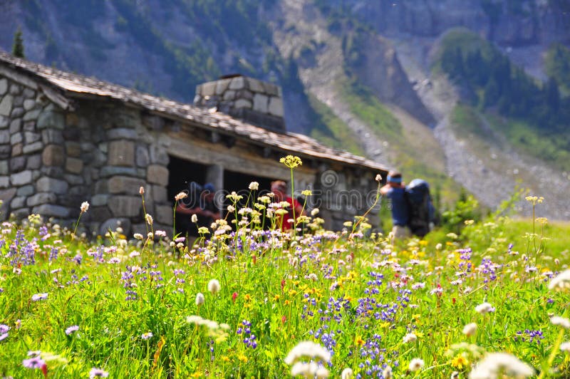 Wildflowers no acampamento indiano do grupo da barra na montagem Rainier National Park fotografia de stock Wildflowers no acampamento indiano do grupo da barra na montagem Rainier National Park fotografia de stock