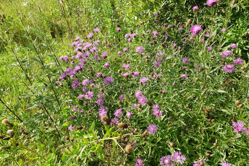 Wildflowers. Pink cornflower and bees collecting pollen stock image Wildflowers. Pink cornflower and bees collecting pollen stock image