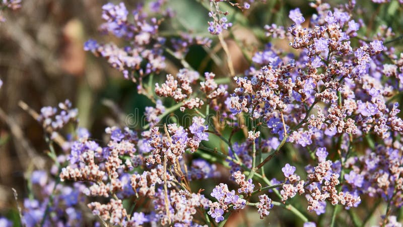 Wildflowers piękni, lato kwiaty, dzicy obrazy royalty free Wildflowers piękni, lato kwiaty, dzicy obrazy royalty free