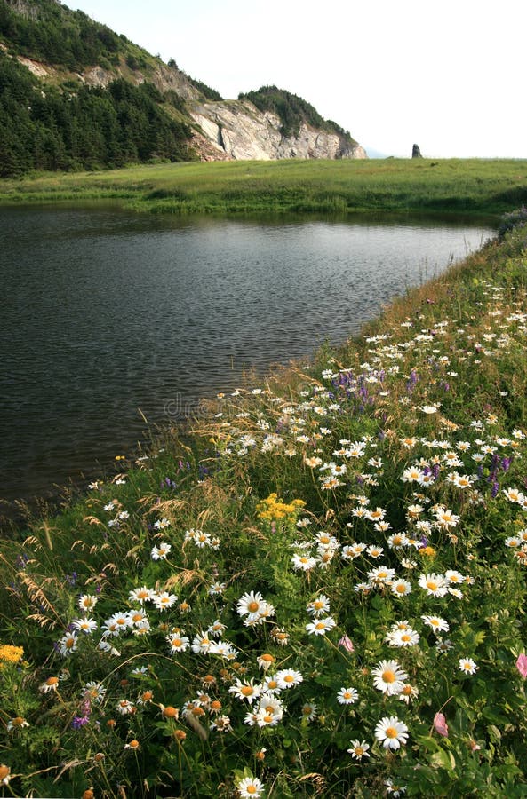 Wildflowers at Presqu'ile