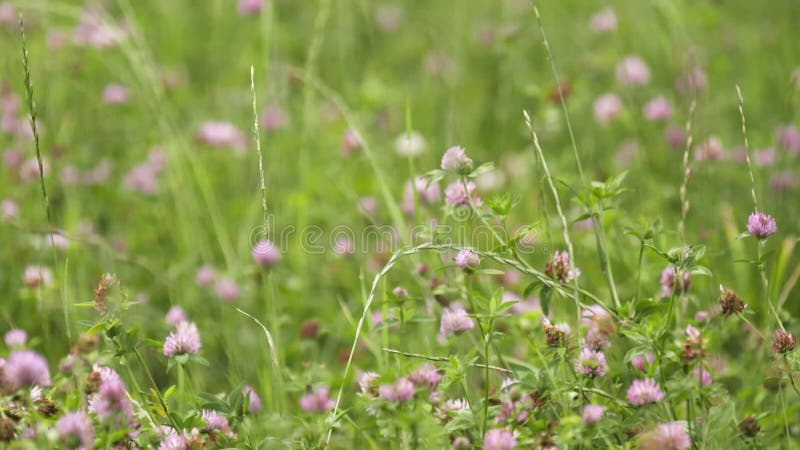 Wildflowers rosados que crecen en campo de hierba verde