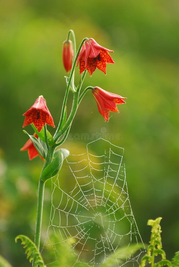 Wildflowers rossi &amp; Web di ragno
