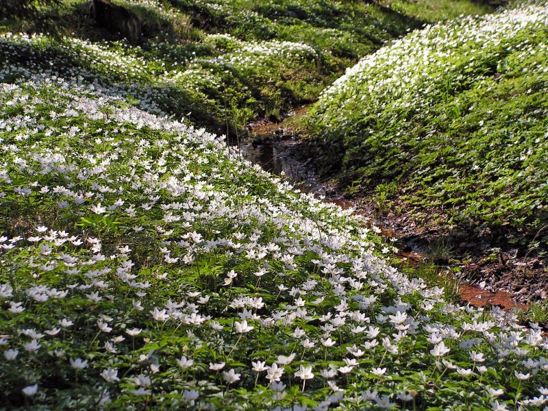 Wildflowers on slopes