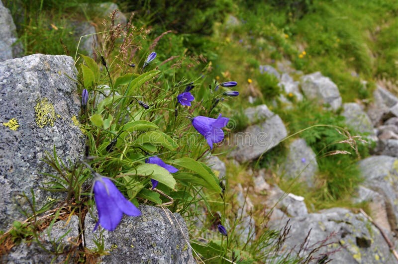 Květiny ve slovenských horách
