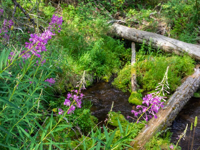 Spring Wildflowers On Mountain Foothills Stock Photo Image Of Bloom