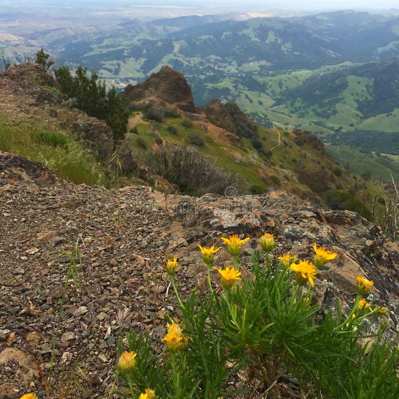 Yellow wildflowers bloom on the cliffs of Mt Diablo in California. Yellow wildflowers bloom on the cliffs of Mt Diablo in California