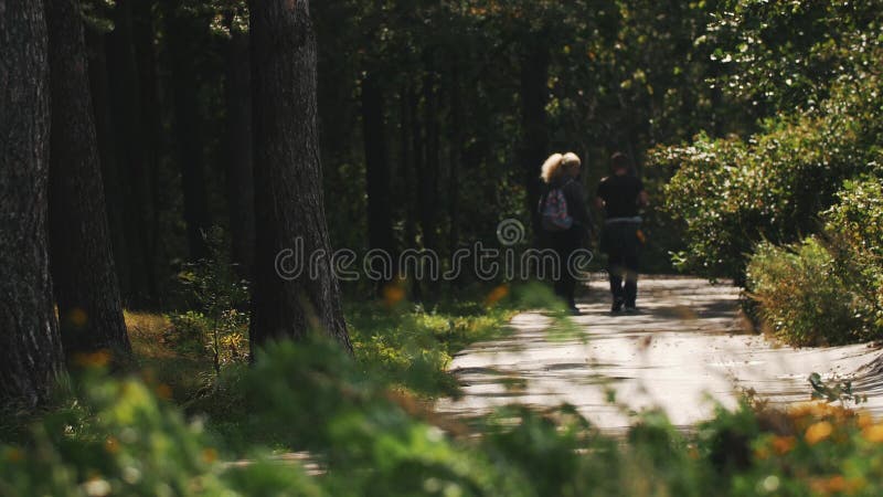 Wildflowers voor een asfaltweg in bospaar die langs met a lopen