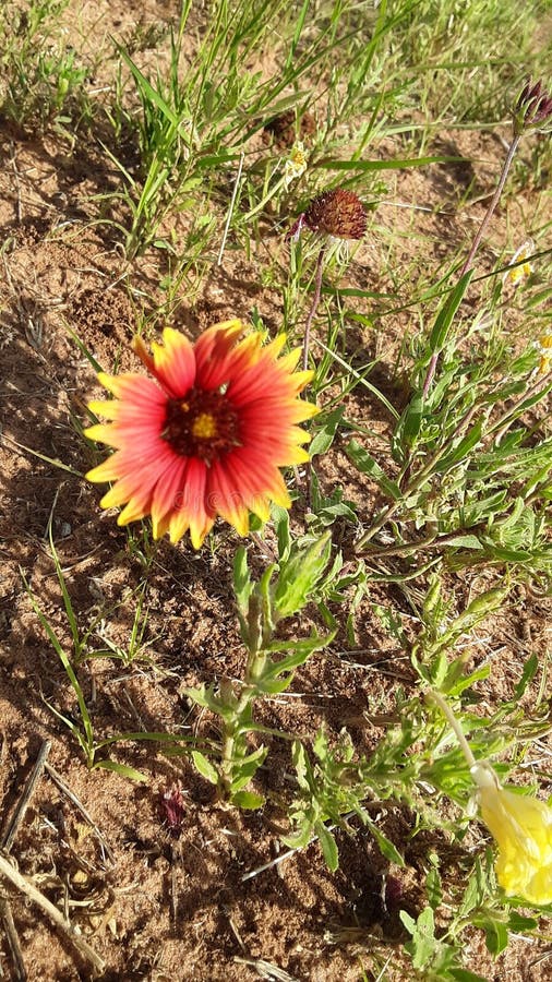 Wildflowers of west Texas stock photo. Image of flowers 150154938
