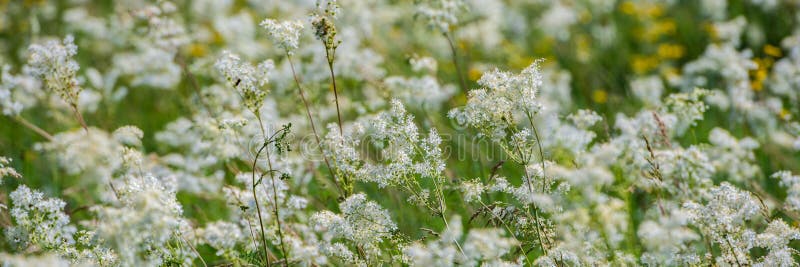 Wildflowers άνθισης στο λιβάδι μια ηλιόλουστη ημέρα στοκ εικόνες Wildflowers άνθισης στο λιβάδι μια ηλιόλουστη ημέρα στοκ εικόνες
