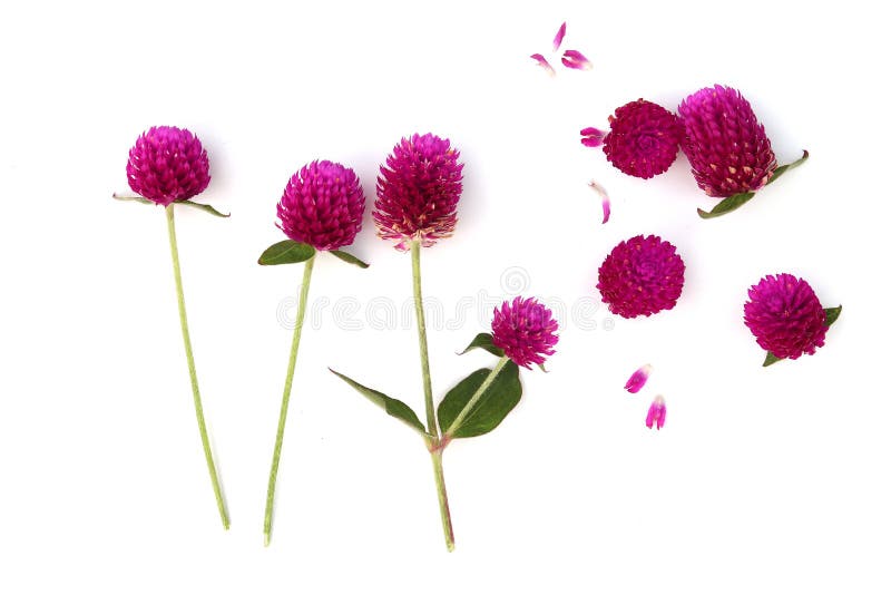 Wildflowers αμάραντων σφαιρών που ανθίζουν το καλοκαίρι, αμάραντος σφαιρών στοκ φωτογραφία με δικαίωμα ελεύθερης χρήσης Wildflowers αμάραντων σφαιρών που ανθίζουν το καλοκαίρι, αμάραντος σφαιρών στοκ φωτογραφία με δικαίωμα ελεύθερης χρήσης