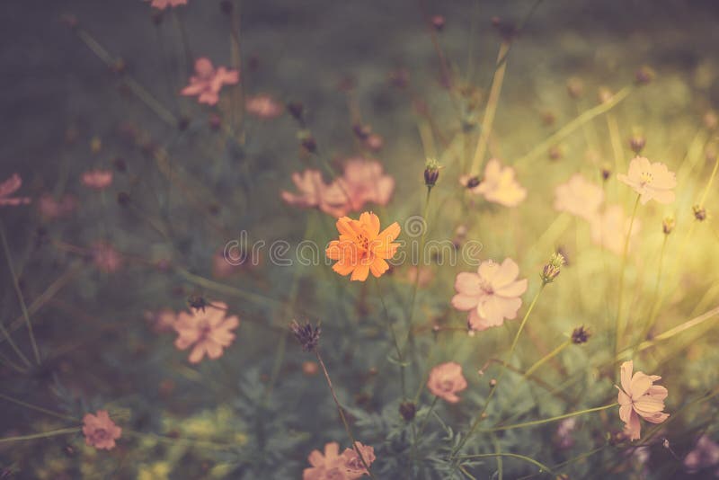 Wildflowers, ηλιόλουστη ημέρα, αναδρομικός τονισμός στοκ εικόνα Wildflowers, ηλιόλουστη ημέρα, αναδρομικός τονισμός στοκ εικόνα
