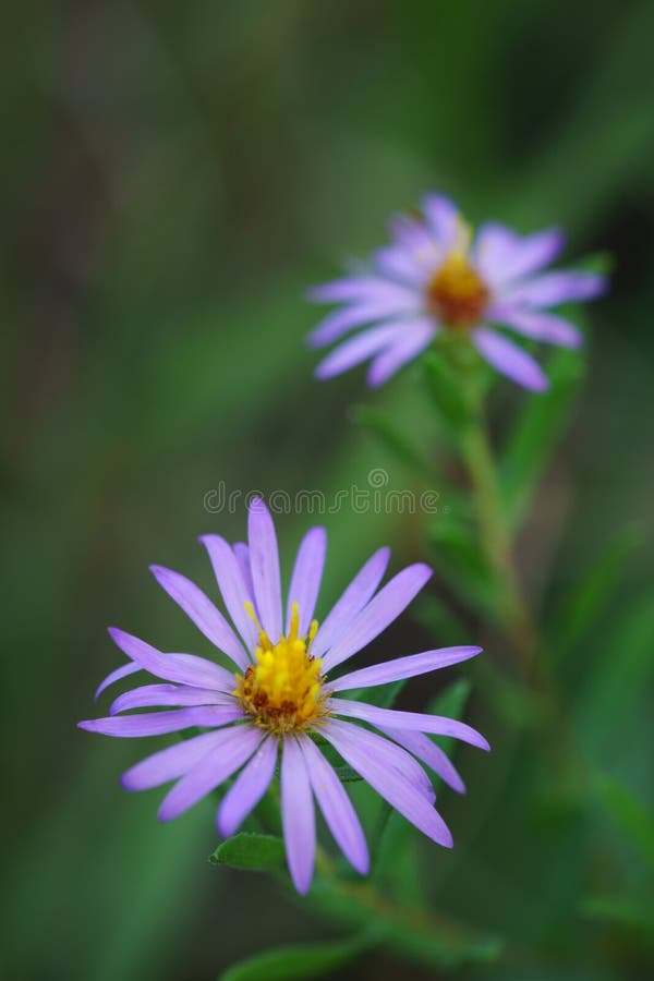Wildflowers ароматичной астры стоковые изображения Wildflowers ароматичной астры стоковые изображения