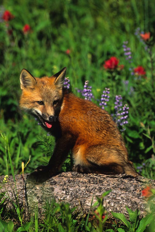 wildflowers красного цвета щенка лисицы стоковая фотография rf wildflowers красного цвета щенка лисицы стоковая фотография rf