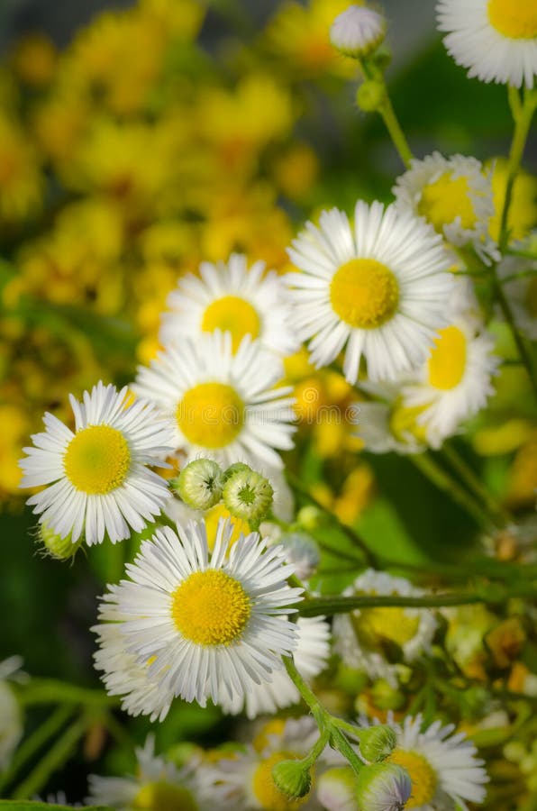 Wildfowers imágenes de archivo libres de regalías Wildfowers imágenes de archivo libres de regalías