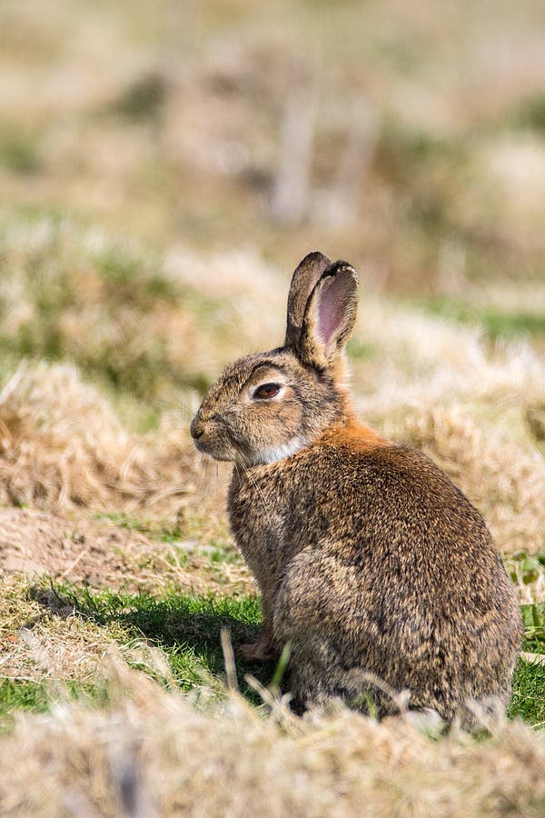 1,241 Wildkaninchen Fotos Kostenlose und RoyaltyFree