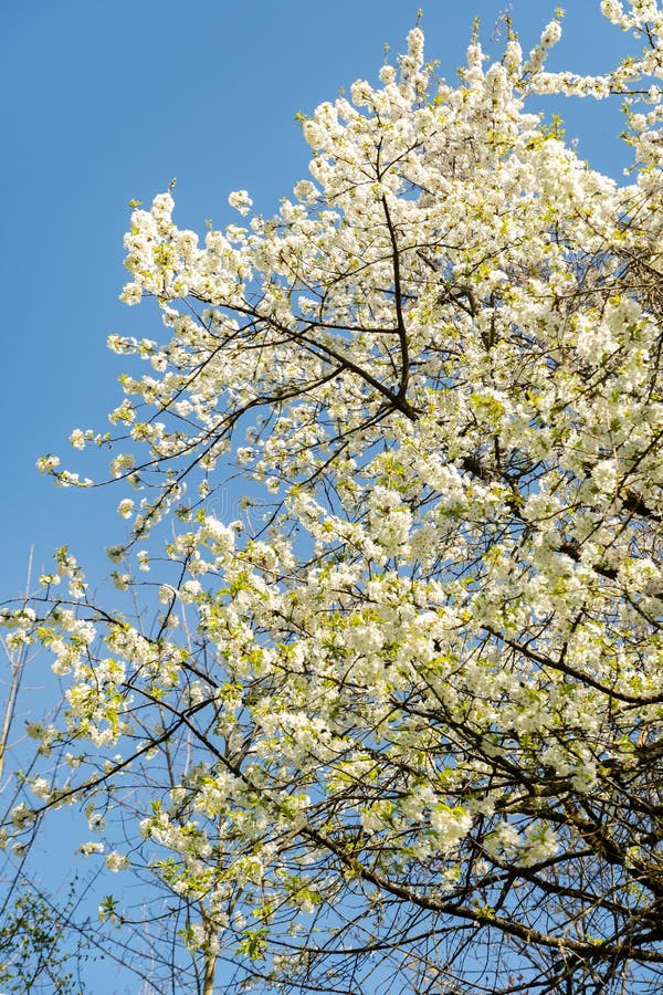 Wildkirsche oder Prunus Avium Pflanze in Zürich 8425 stockfotografie
