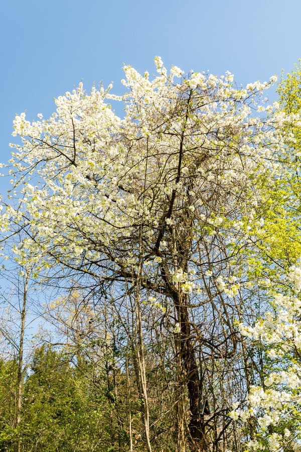 Wildkirsche oder Prunus Avium Pflanze in Zürich 8425 lizenzfreie stockbilder