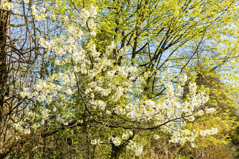 Wildkirsche oder Prunus Avium Pflanze in Zürich 8425 lizenzfreie stockfotos
