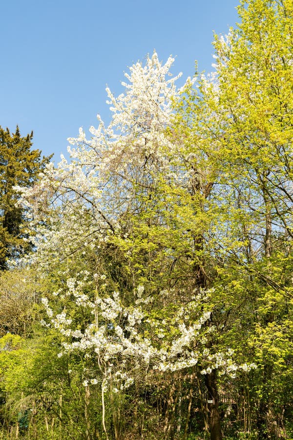 Wildkirsche oder Prunus Avium Pflanze in Zürich 8425 lizenzfreie stockfotografie
