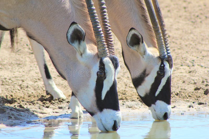 Wildlife from Africa, Oryx - Symetry and Swirls