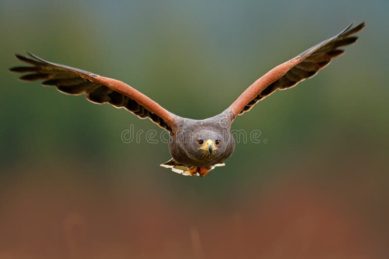 Wildlife animal scene from nature. Bird, face flyght. Flying bird of prey. Wildlife scene from Mexico nature. Florida, USA, wild f royalty free stock image Wildlife animal scene from nature. Bird, face flyght. Flying bird of prey. Wildlife scene from Mexico nature. Florida, USA, wild f royalty free stock image